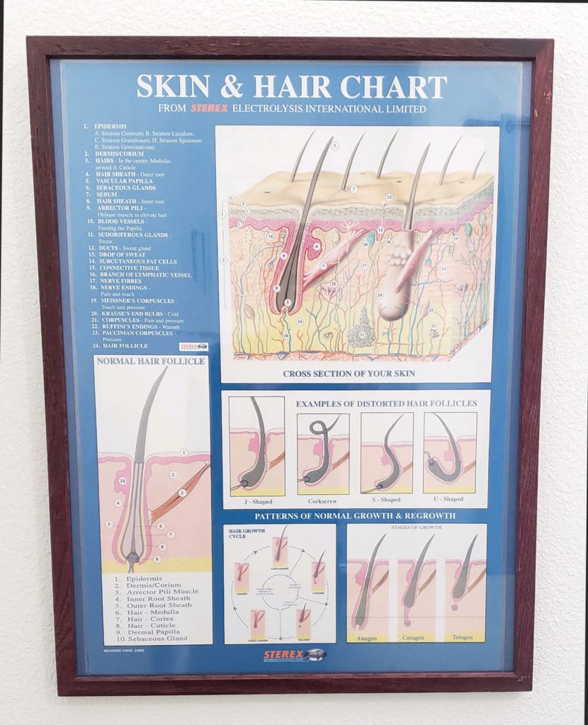 Skin & Hair Chart